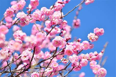 紅梅樹|梅の種類｜花が咲く季節はいつ？花梅や実梅が時期は 